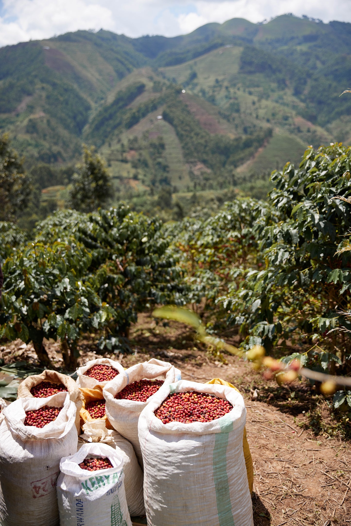 Fruta de Ouro - Microlote do Ruanda 🇷🇼