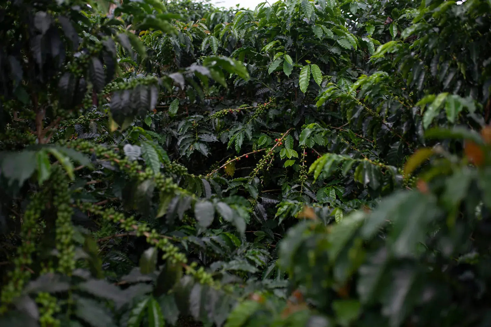 Ripe coffee cherries on the branch